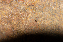 Chalcidoidea
