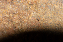 Chalcidoidea