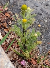 Matricaria discoidea