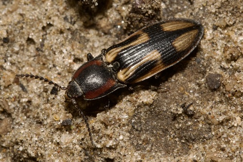 Kryžiuotasis Rugiaspragšis nuotrauka