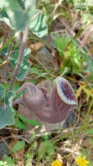 Aristolochia cretica