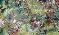 Paroncheilus affinis