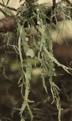 Ramalina leptocarpha