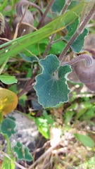 Aristolochia cretica