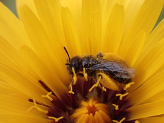 Panurgus canarius