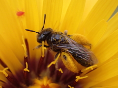 Panurgus canarius