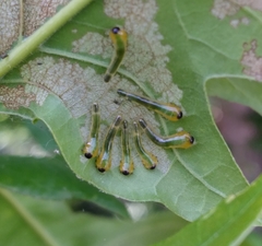 Caliroa quercuscoccineae
