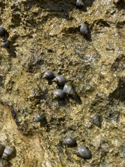 Littoraria pintado