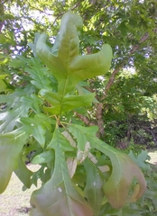 Caliroa quercuscoccineae