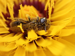 Panurgus canarius