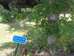 Caliroa quercuscoccineae