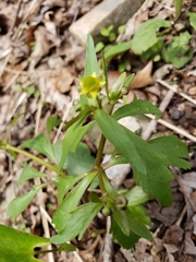 Ranunculus micranthus