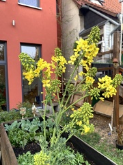 Brassica oleracea sabellica