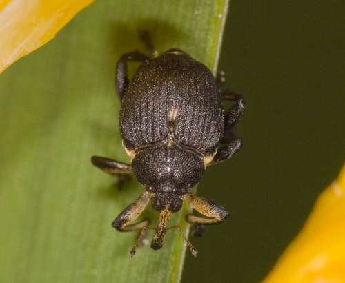 Iris weevil, photo 4 of 8