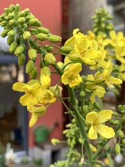Brassica oleracea sabellica