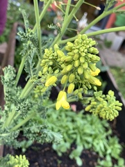 Brassica oleracea sabellica
