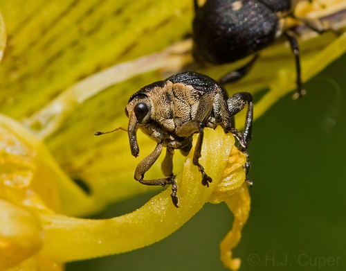 Iris weevil, photo 2 of 8
