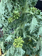 Brassica oleracea sabellica