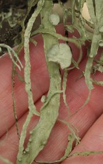 Ramalina leptocarpha