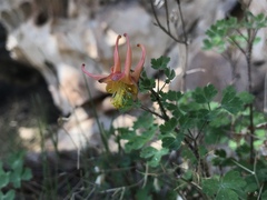 Aquilegia desertorum