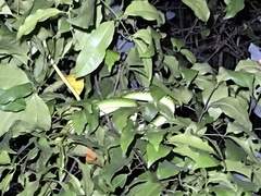 Philothamnus punctatus