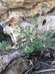 Aquilegia desertorum