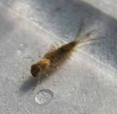 Siphlonuridae