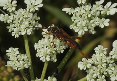 Stenopterus mauritanicus