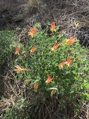Aquilegia desertorum