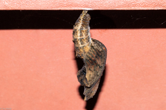 Dione vanillae