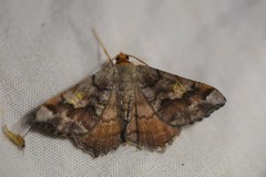 Macaria distribuaria