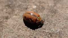 Aphidecta obliterata