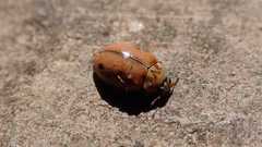 Aphidecta obliterata