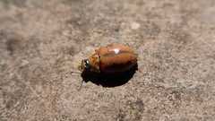 Aphidecta obliterata