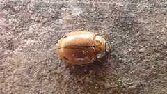 Aphidecta obliterata