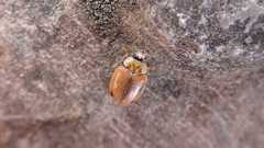 Aphidecta obliterata