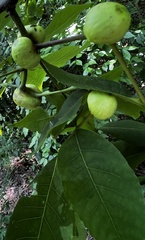 Phylloxera caryaecaulis