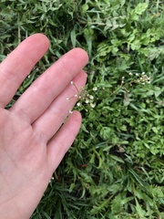 Capsella bursa-pastoris