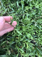 Capsella bursa-pastoris