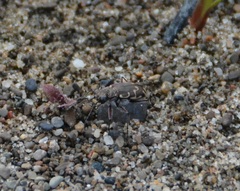 Cicindela repanda repanda