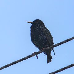 Sturnus vulgaris