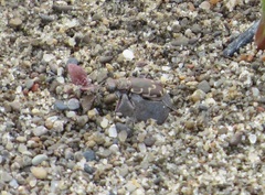 Cicindela repanda repanda