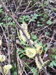Salix