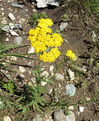 Achillea tomentosa