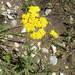 Yellow Milfoil - Photo (c) Vuillermoz, some rights reserved (CC BY-NC), uploaded by Vuillermoz