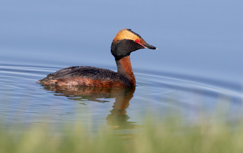 Horned Grebe, photo 9 of 10