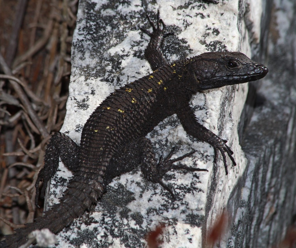 Dwarf Crag Lizard