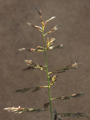 Pogonarthria fleckii