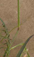 Pogonarthria fleckii