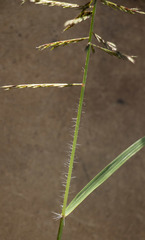 Pogonarthria fleckii